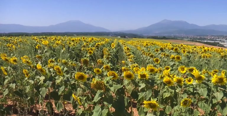 Mamusha “Ukraina e vogël” e Kosovës