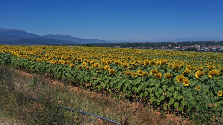 Në Mamushë ‘mbin’ një Andaluzi e vogël me luledielli