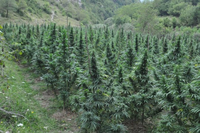 Legalizimi i kanabisit mjekësor, Forbes: Qeveria e Ramës do ta përdorë vetëm për eksport, pacientët nuk do kenë qasje në trajtimin mjekësor