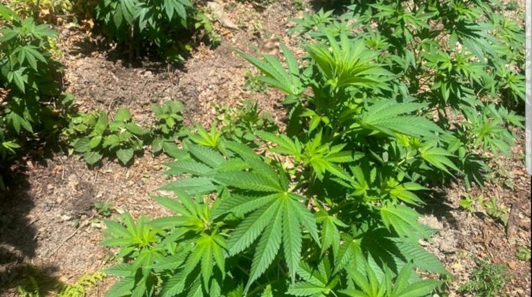 Shqipëria i hap rrugë legalizimit të kanabisit mjekësor