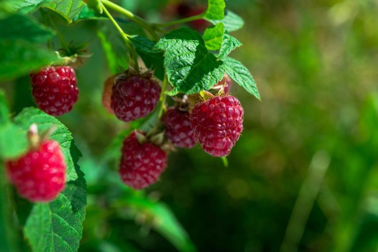“Çmimi për një kilogram deri në 4 euro”, fermeri nga Dragashi i kënaqur me pagesën për mjedra