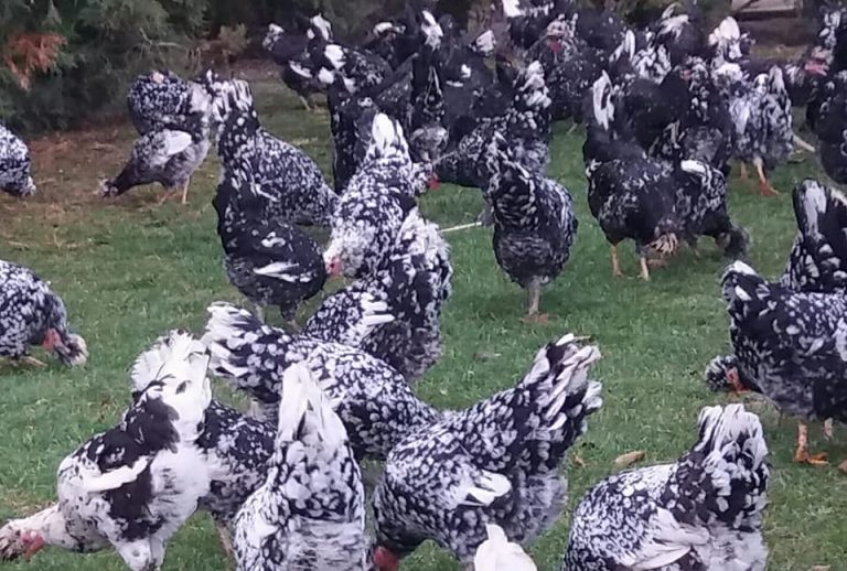 Dënohet një burrë nga Vitia për vjedhje të 12-13 pulave