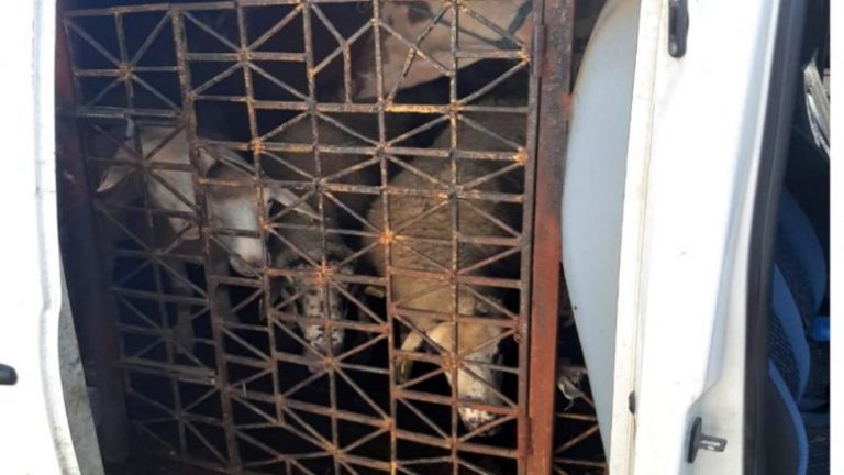 Policia parandalon kontrabandën me kafshë nga Serbia