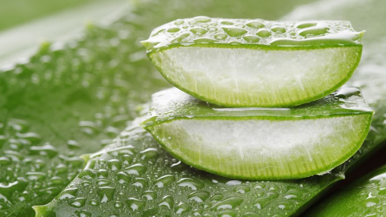 Aloe vera, përdorimi si bimë medicinale