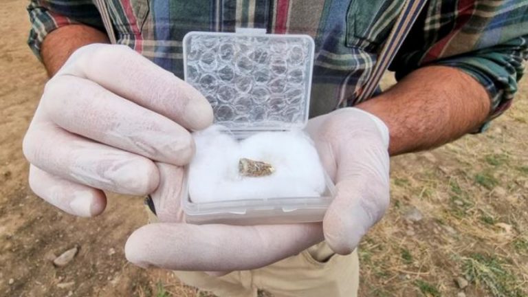 Arkeologët gjejnë një dhëmb njeriu të para 1.8 milion vjetësh, në Gjeorgji