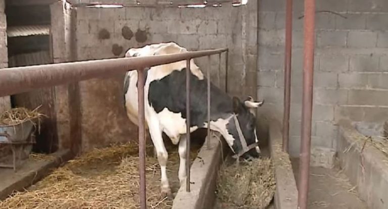 Telat e rrymës mbysin një lopë në Mitrovicë