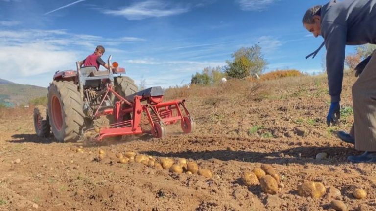 Patatja dy kilogramëshe e Shishtavecit, fshati i Kukësit mes braktisjes dhe shpresës