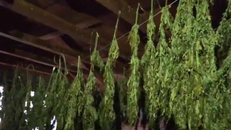 Droga thahet në dhomat dhe tavanin e një shtëpie në Deçan