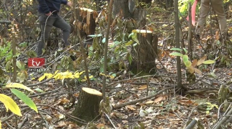 Prerjet ilegale sakatojnë pyjet e Kosovës (VIDEO)