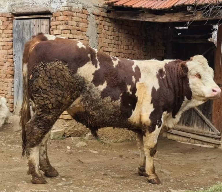 Shtrenjtohen mishi dhe “pastërrmat”, në Kosovë, nga 9 deri 13 euro kilogrami