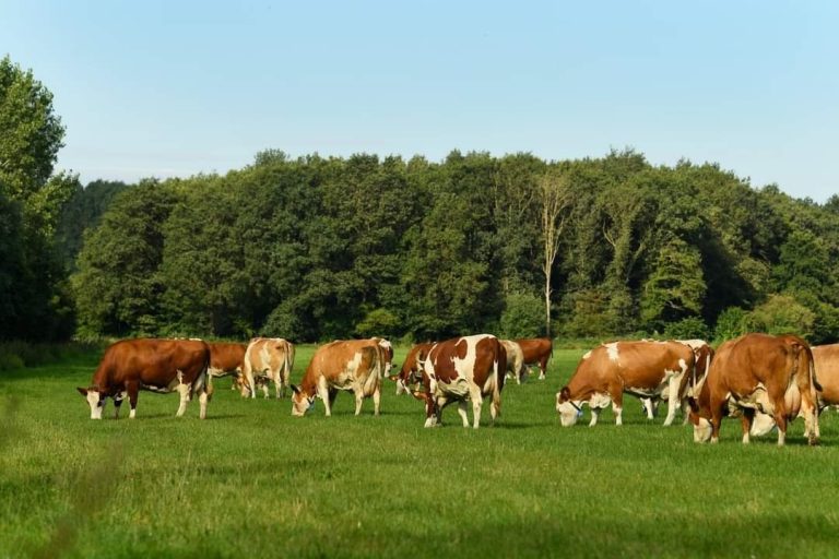 Drejtoria e Bujqësisë hap thirrje për fermerët e komunës së Prizrenit