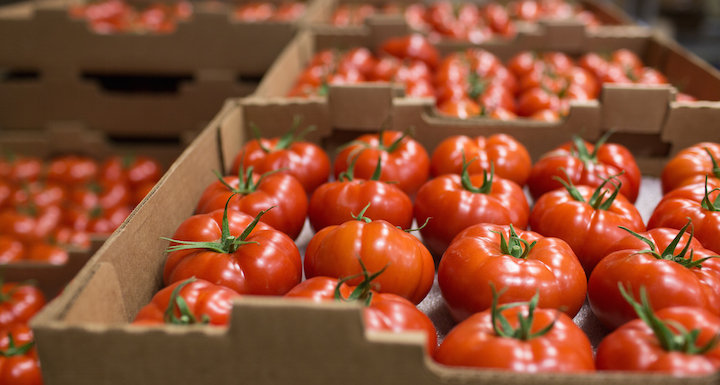 AVU në pritje të rezultateve për domatet e importuara nga Shqipëria