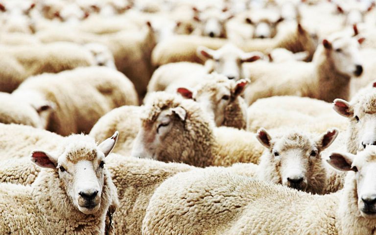 Vidhen 15 dele në Prizren