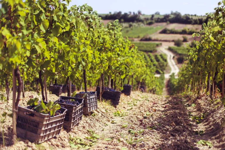 Vit i brishtë për vreshtarët e Kosovës