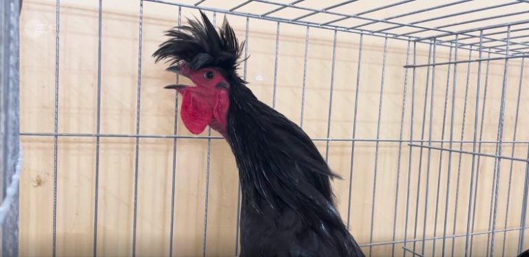 Televizioni gjerman ZDF: Gjeli nga Kosova që për 70 sekonda këndon pa asnjë ndërprerje (VIDEO)