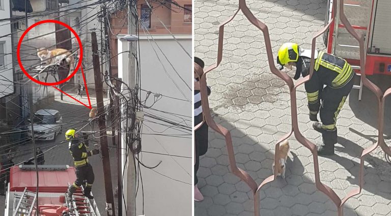 Shpëtohet maca që kishte ngelur në shtyllën e rrjetit elektrik në Prizren