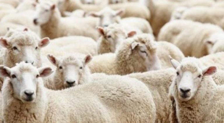 Ndalohet importi i deleve dhe dhive nga Maqedonia e Veriut