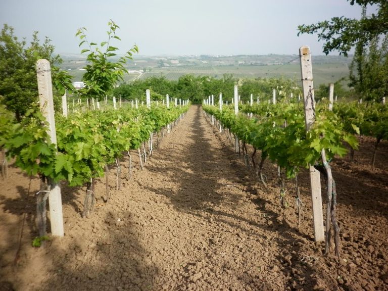 Komuna e Prizrenit fton fermerët në trajnimin “Mbrojtja e hardhisë së rrushit nga sëmundjet dhe dëmtuesit”