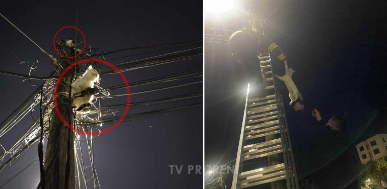 Zjarrfikësit në Prizren dhe KEDS shpëtojnë dy mace të ngujuara në shtyllë elektrike