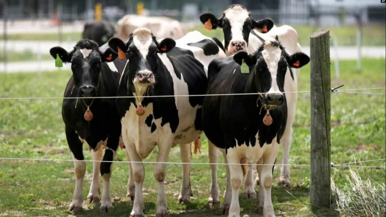 AUV-i garanton për sigurinë ushqimore, pavarësisht bagëtive të sëmura