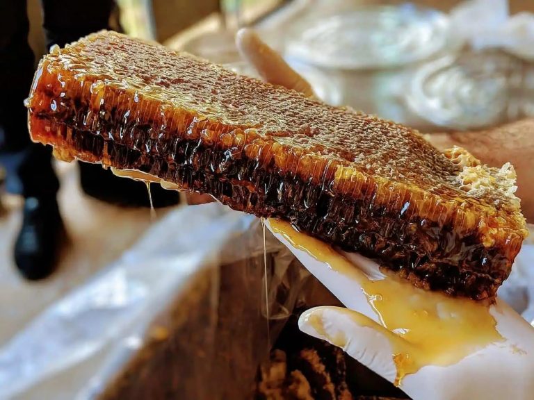 Pesë llojet më të mira të mjaltit dhe përfitimet e tyre shëndetësore