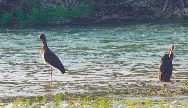 Ndryshimet e klimës sjellin dukuri të pazakonta për shpendët e ujit në Shqipëri