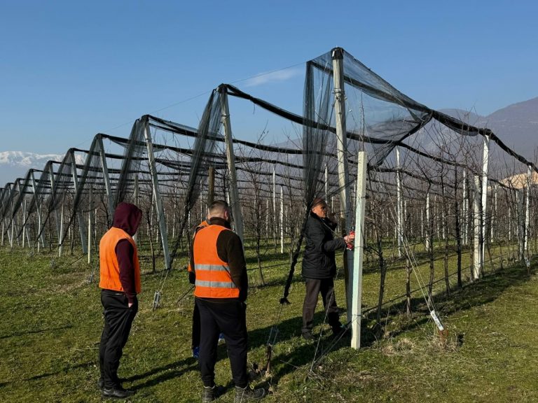 Të burgosurit fillojnë krasitjen e mollëve në Qendrën Korrektuese të Dubravës