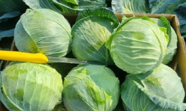 Vendet baltike shijojnë lakrën shqiptare