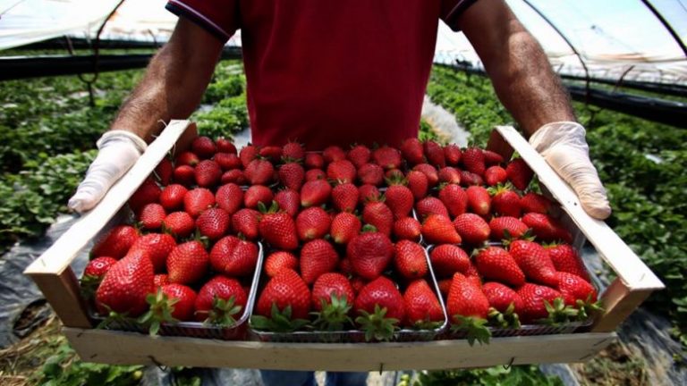 Superprodhim i pazakontë në Shqipëri, i ngrohti poqi para kohe luleshtrydhet dhe uli cilësinë