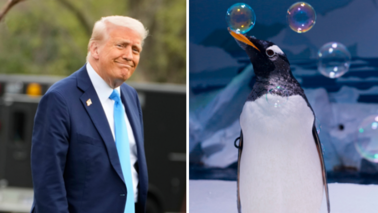 Trump i goditi me tarifa ishujt e banuar vetëm nga pinguinë dhe foka, ministri i tij shpjegon pse