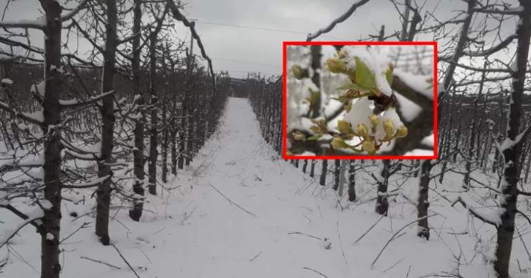 Ngricat e prillit shkaktojnë dëme të mëdha në bujqësi, pritet rritja e çmimeve dhe varësia nga importi