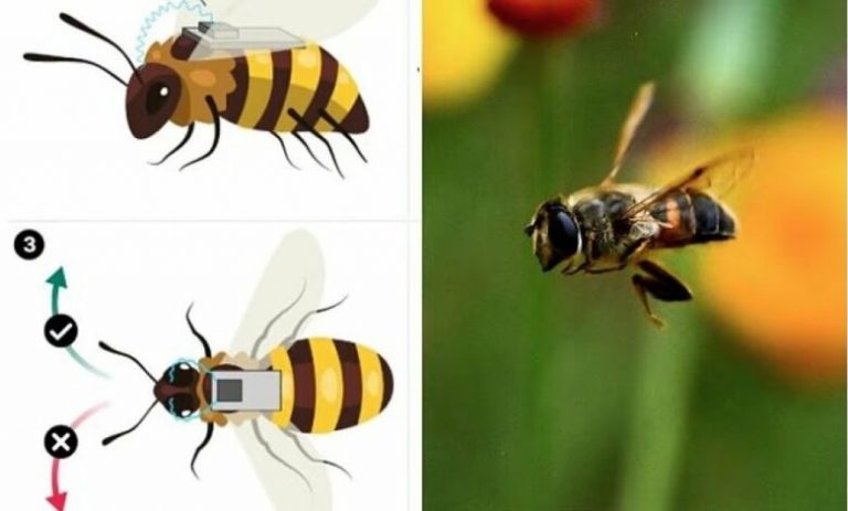 Kina zhvillon bletët-spiune, pajisen me kamera dhe përgjues