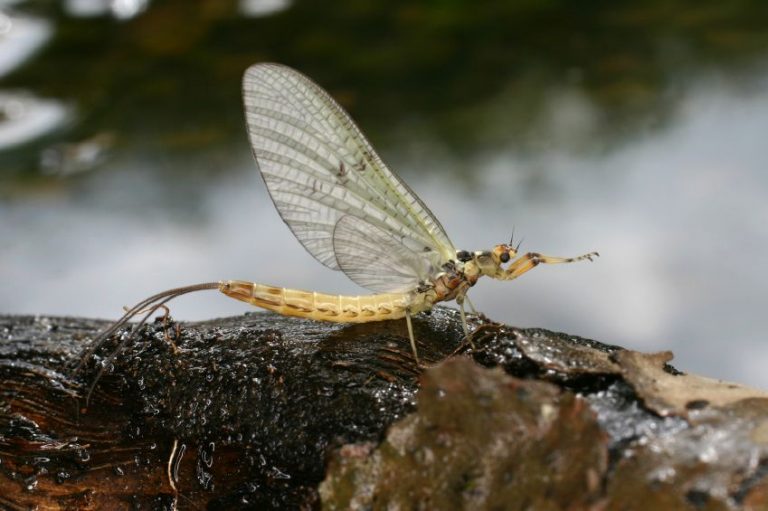 Insektet ujore, dëshmi e biodiversitetit të pasur dhe të brishtë të Kosovës