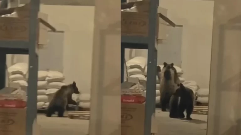 Dy arinj futen në një depo ushqimore në Dragash