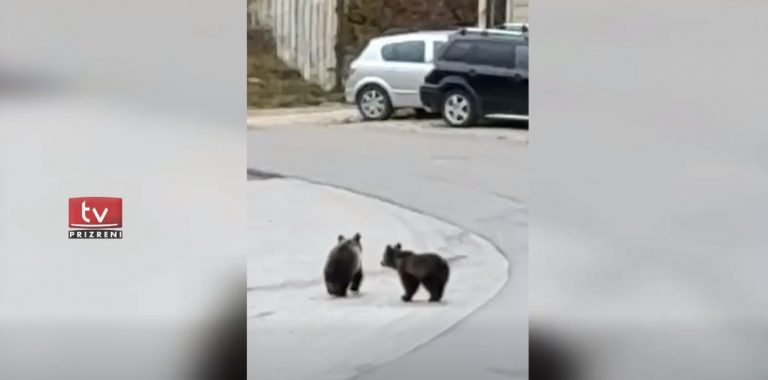 Policia njofton se janë larguar arinjtë nga fshati Bellobrad i Dragashit